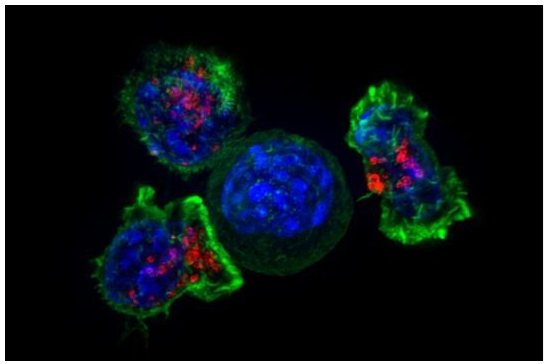 Genes Devel：一种罕见卵白或无望协助开辟新型癌症疗法